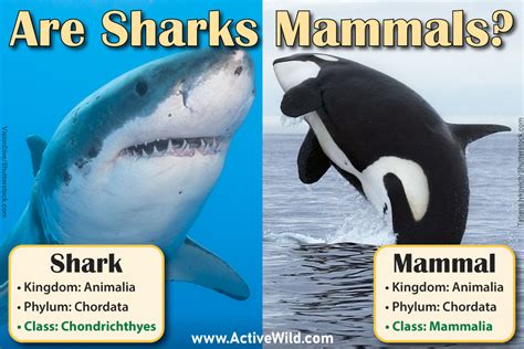 Are sharks mammals. Things To Know About Are sharks mammals. 